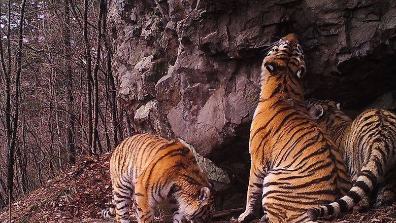 Золото важнее кошек: в ареале обитания тигров в Приморье начинается золотодобыча