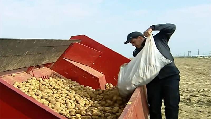 В текущем году Туркменистан получил 4 277 тонн картофеля из Дагестана