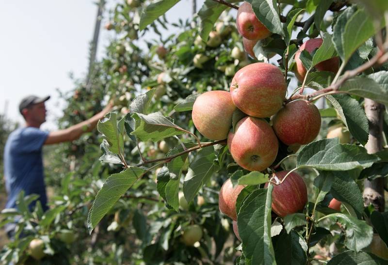 В Крыму появится самый крупный в России университетский яблоневый сад
