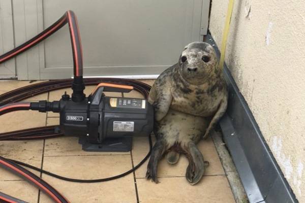«Фонд друзей балтийской нерпы» просит финансовой помощи для спасения тюленят