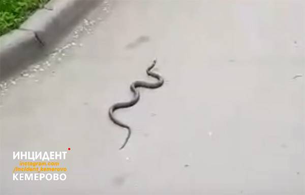 Змея в кемеровском дворе попала на видео