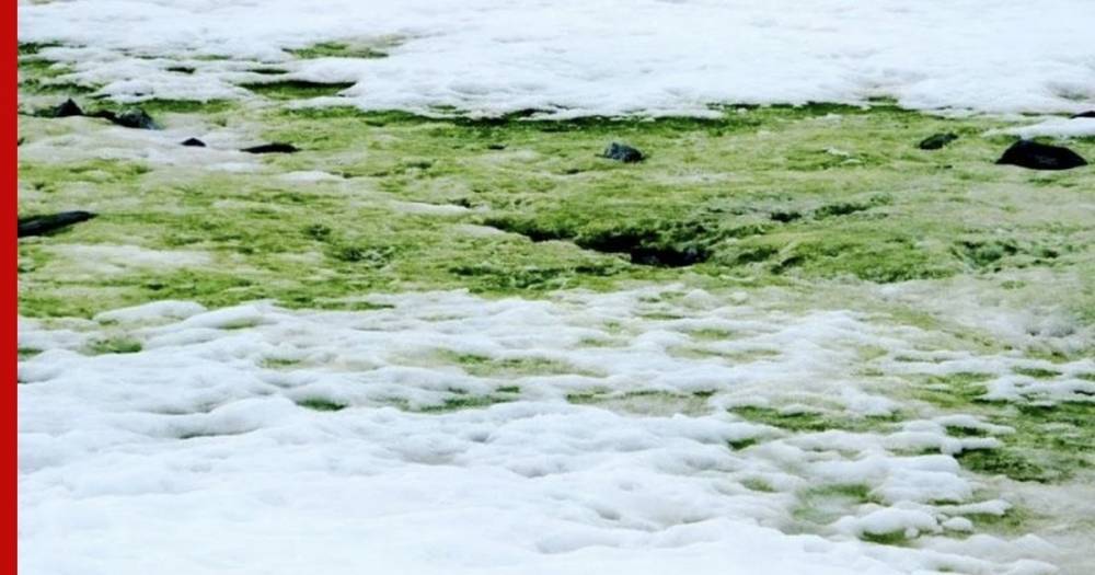 Ученые составили карту «зеленого снега» в Антарктиде