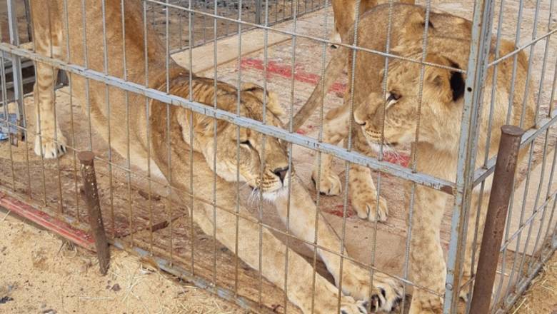 Жители Курганской области накормили голодавших животных из застрявшего цирка