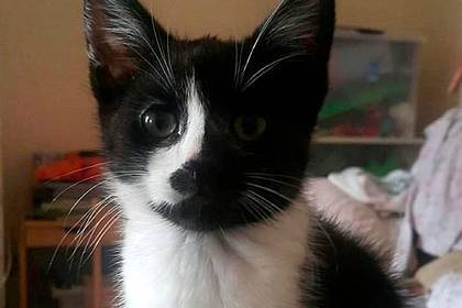 Пропавший кот нашелся в сотнях километров от дома и удивил хозяйку - lenta.ru - Англия - Рочестер