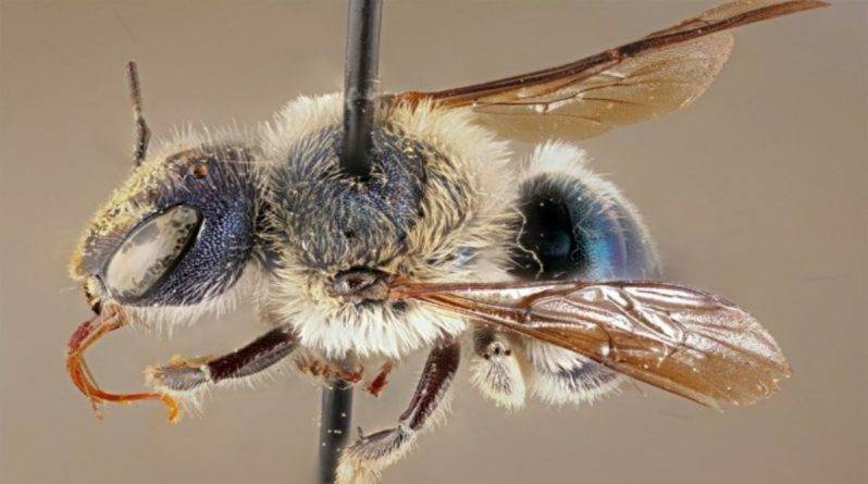Ученым Флориды повезло найти редкую голубую пчелу, считавшуюся вымершей