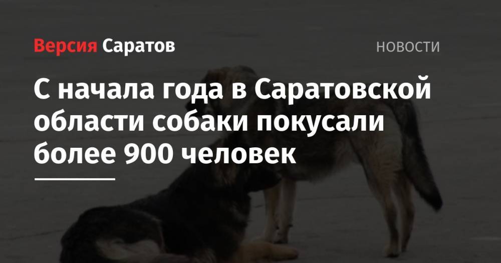 С начала года в Саратовской области собаки покусали более 900 человек