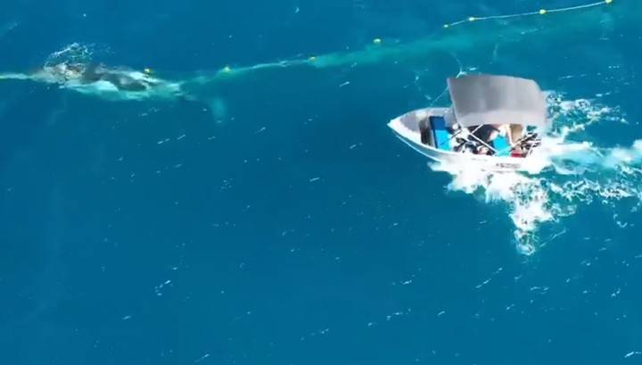 Спасшему горбатого кита австралийцу грозит крупный штраф