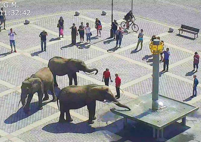 В Чехии полицейские разогнали «митинг» слонов: видео
