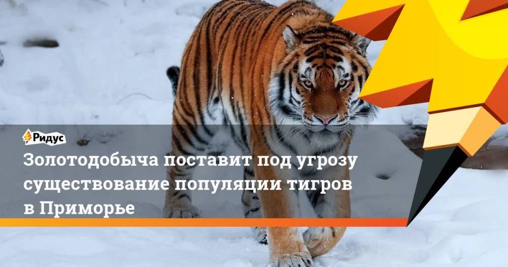 Золотодобыча поставит под угрозу существование популяции тигров в Приморье