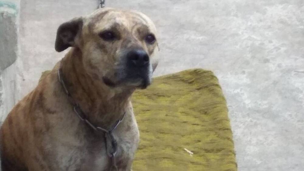 Украинский Минюст отобрал у хозяина собаку за долги и продает ее с аукциона