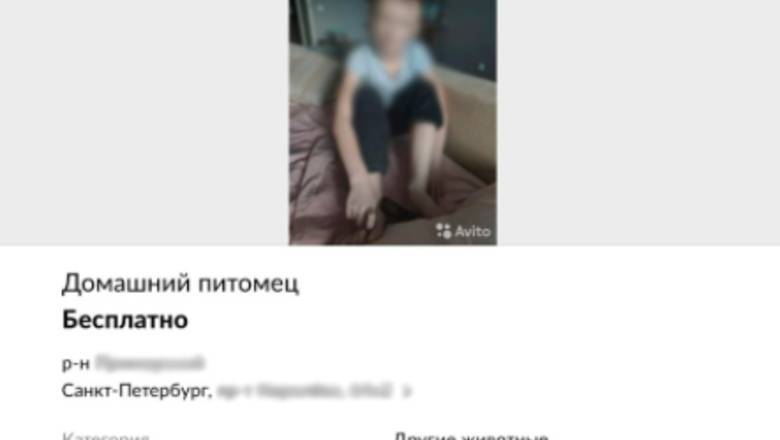 «Домашний питомец»: в Петербурге на Avito предлагали забрать ребенка «в добрые руки»