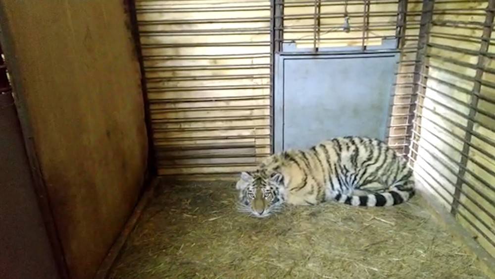 "Неадекватное поведение": спасенная в Приморье тигрица удивила специалистов