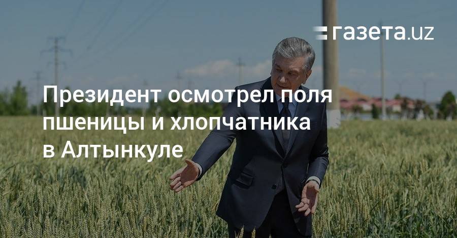 Президент осмотрел поля пшеницы и хлопчатника в Алтынкуле