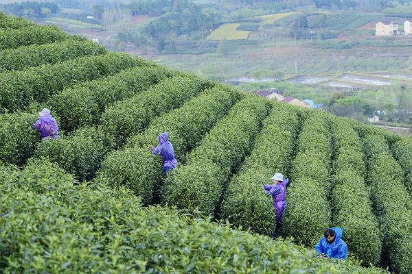 Си Цзиньпин поздравил соотечественников с Международным днем чая