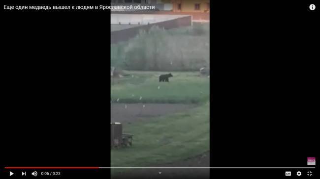 В Ярославской области медведи выходят из леса к людям — видео