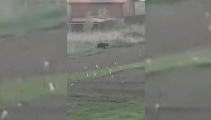 Еще один медведь вышел к людям в Ярославской области