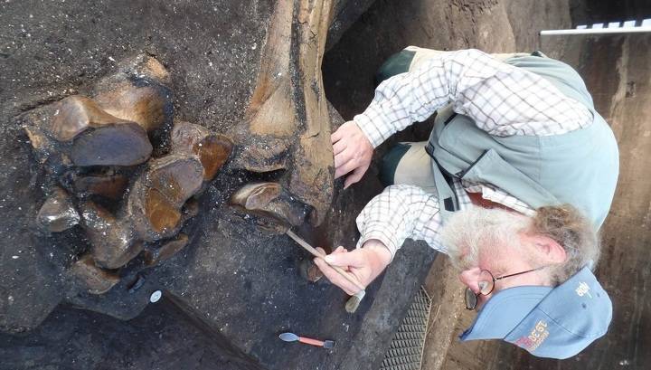 В Германии найден 300000-летний скелет слона, разделанного людьми