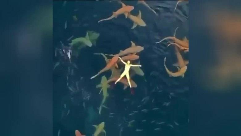 Пользователи Сети обсудили видео с заплывом девушки с акулами