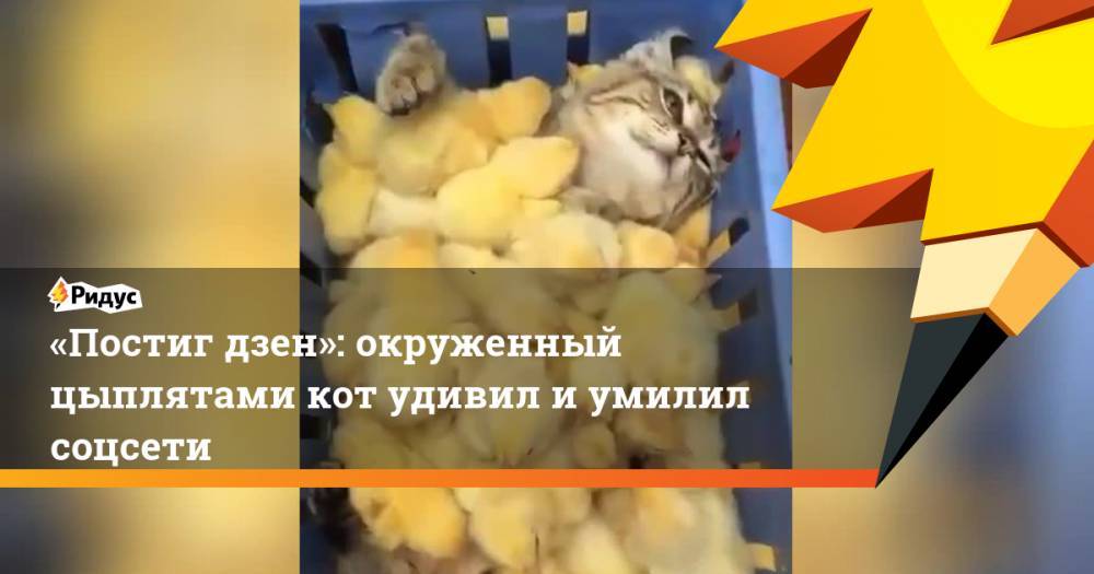 «Постиг дзен»: окруженный цыплятами кот удивил иумилил соцсети