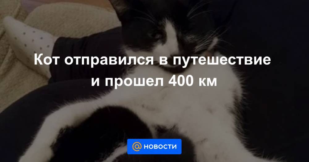 Кот отправился в путешествие и прошел 400 км