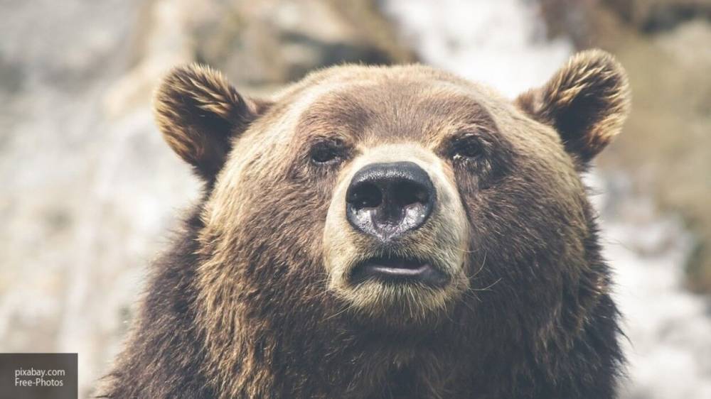 Второй за неделю медведь вышел к людям в Ярославской области