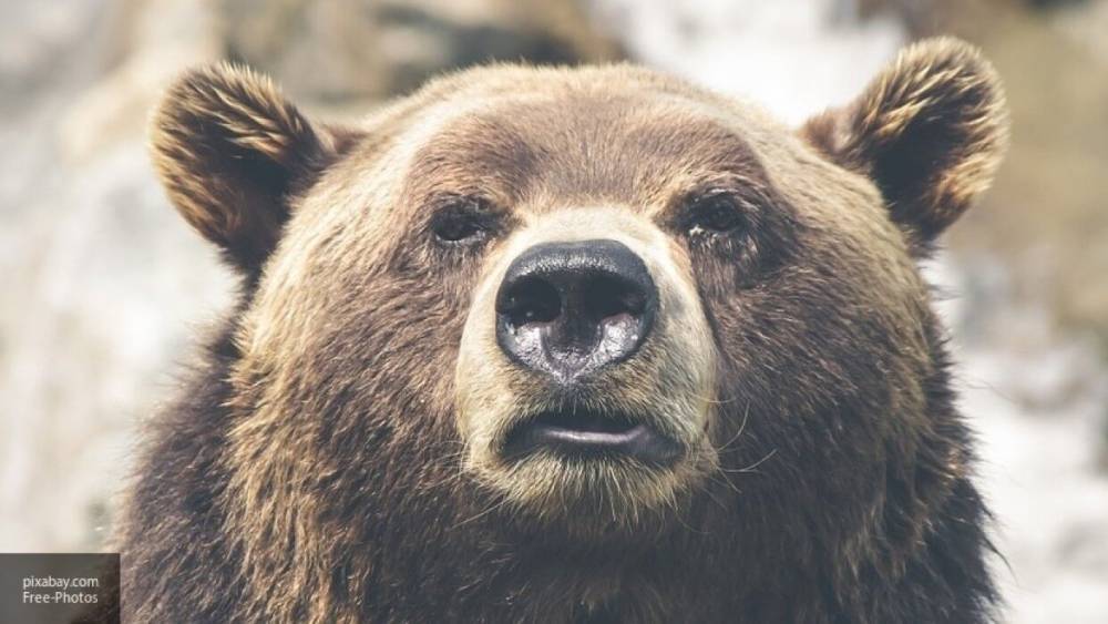 Медведь вышел к жителям Ярославской области второй раз за неделю
