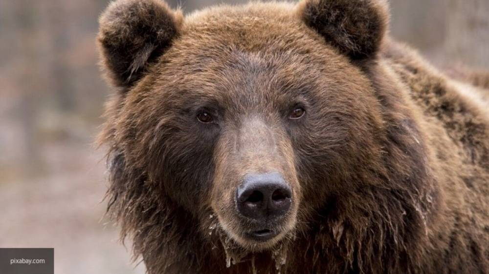 Второй медведь за неделю вышел на улицы Ярославля