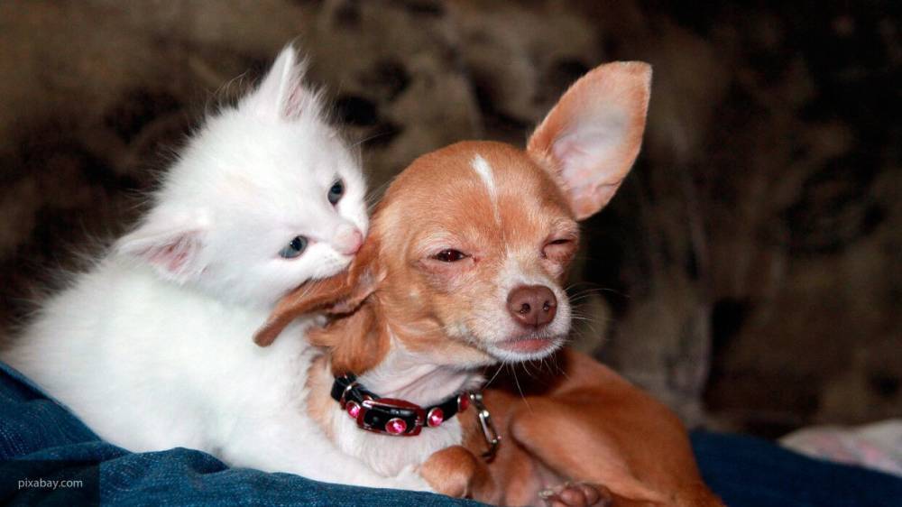 Кот атаковал ветеринара, защищая своего друга-пса в Перу