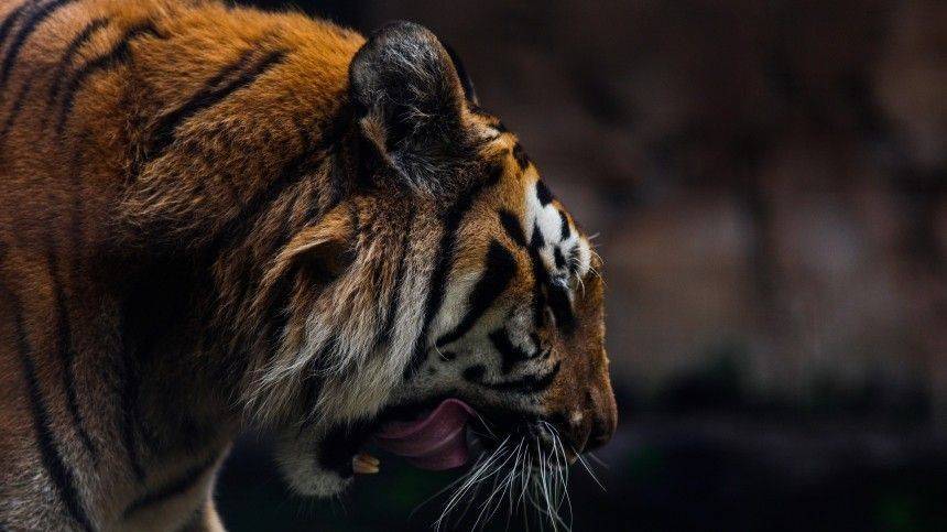 Пугавшая местных жителей молодая тигрица доставлена в центр реабилитации в Приморье