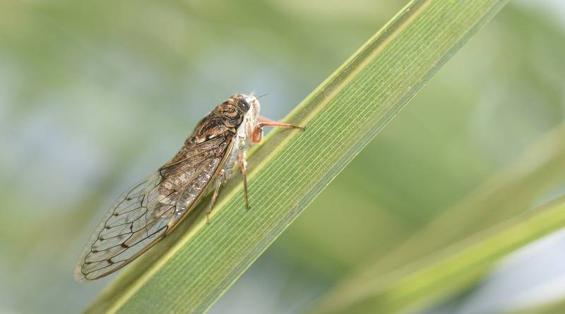 США ждет «вторжение» миллионов цикад, которые 17 лет провели под землей