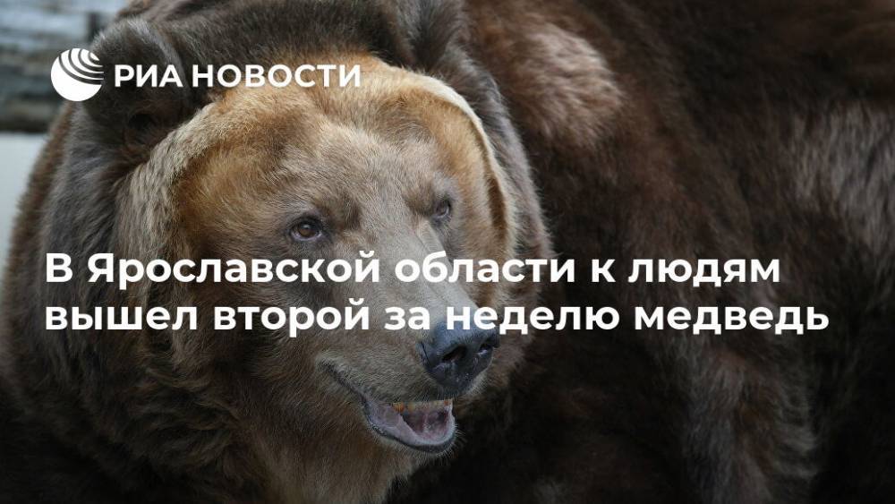 В Ярославской области к людям вышел второй за неделю медведь