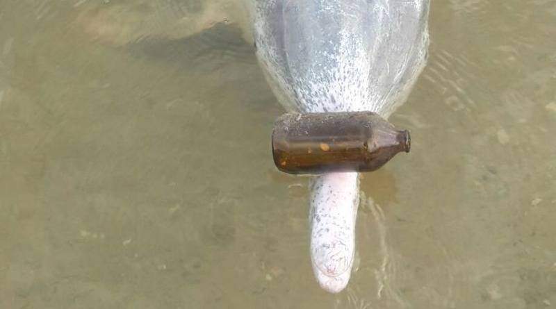 Дельфин приносит подарки со дна океана посетителям кафе в обмен на рыбное угощение (фото)