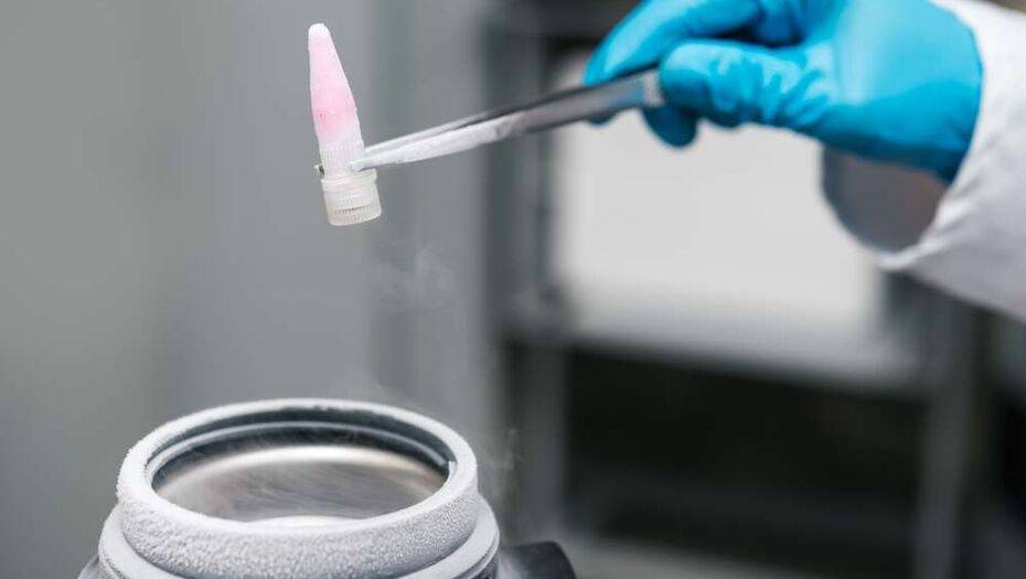 Японские врачи впервые в мире из стволовых клеток получили клетки печени и пересадили их новорождённому