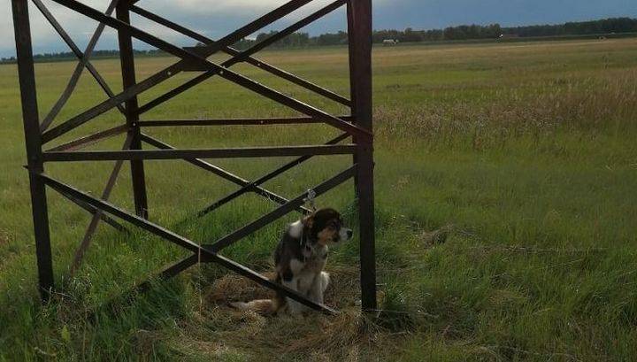 Безумно скулил. На Южном Урале живодеры привязали собаку в поле