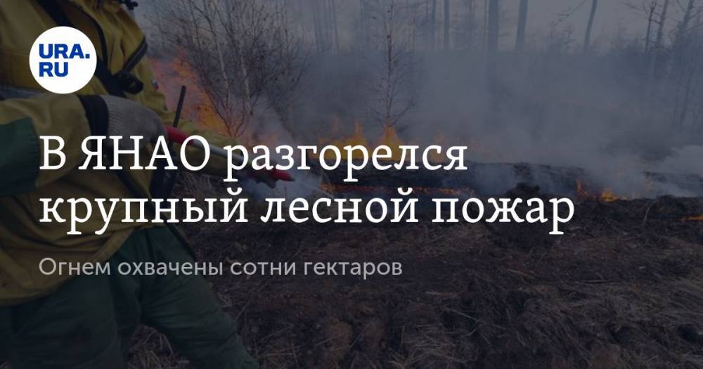В ЯНАО разгорелся крупный лесной пожар. Огнем охвачены сотни гектаров