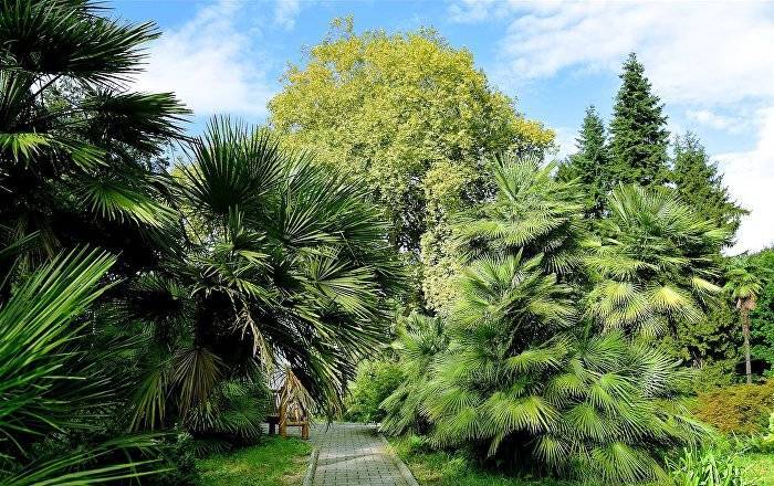 Батумский ботанический сад распахнул двери для посетителей