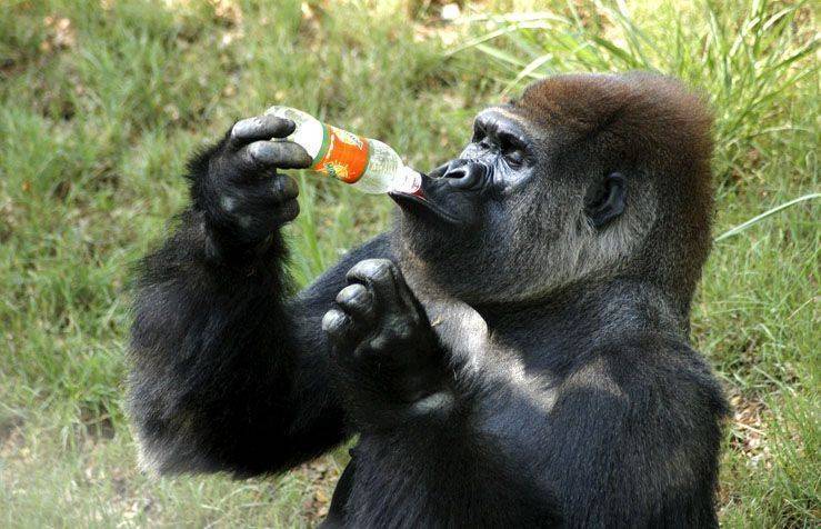 Гипотеза «пьяной обезьяны»: как у человека развилась любовь к алкоголю