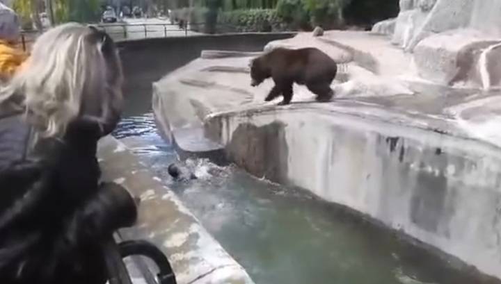 Нетрезвый мужчина пережил визит в вольер к медведю в зоопарке Варшавы. Видео