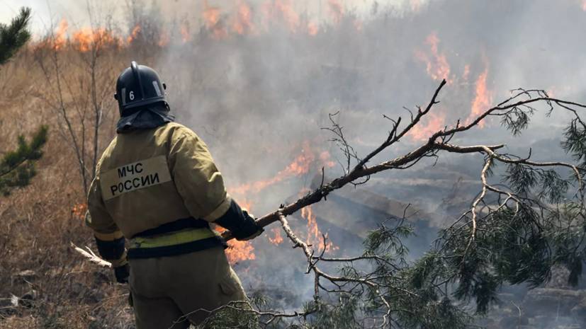 В Greenpeace оценили ситуацию с природными пожарами в России