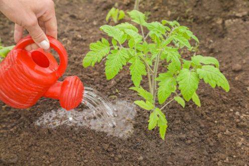 Подкормка для томата: Как правильно удобрять в теплице на всех этапах роста чтобы получить большой урожай