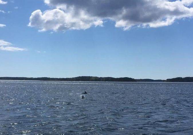 У берегов Финляндии впервые за 70 лет замечены бутылконосые дельфины