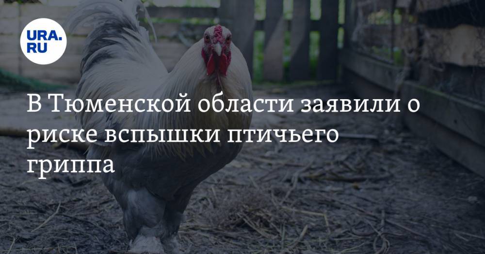 В Тюменской области заявили о риске вспышки птичьего гриппа