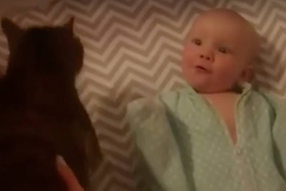 Видео реакции младенца на кошку набрало 10 миллионов просмотров