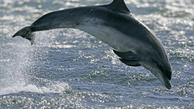 В акватории Финского залива плещутся дельфины