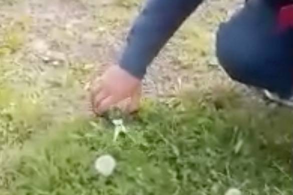 Стрижка травы маникюрными ножницами сотрудниками МЧС попала на видео