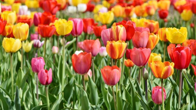 Ко Дню рождения Петербург нарядится 300 тысячами распустившихся тюльпанов
