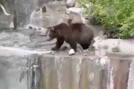Пьяный посетитель зоопарка в Варшаве попытался утопить медведицу и попал на видео