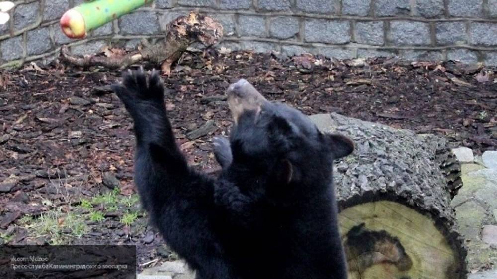 Пьяный житель Варшавы напал на медведя в зоопарке