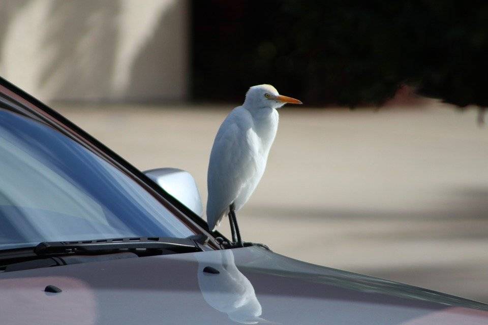 Каким образом птичий помет вредит кузову автомобиля