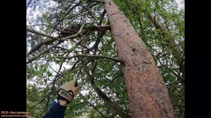 Петербургские волонтеры спасли кота, просидевшего на дереве сутки
